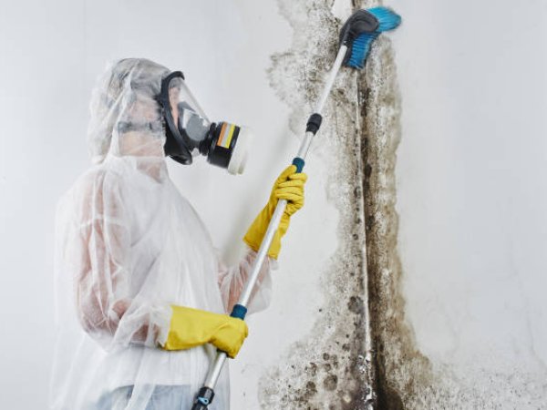 Mould Removal