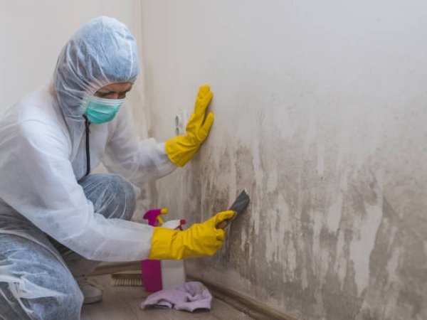 Elmbridge Mould Removal