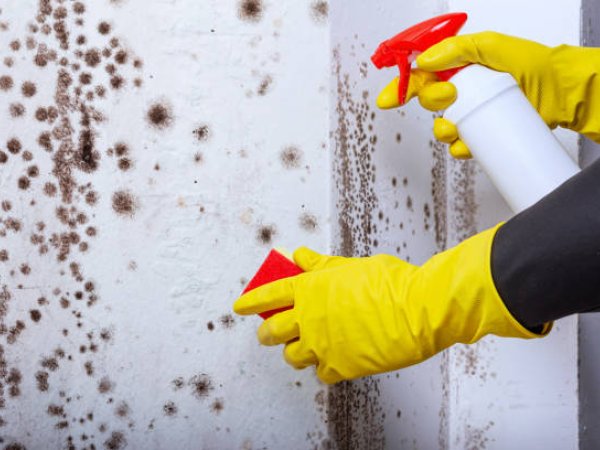 Mould Treatment