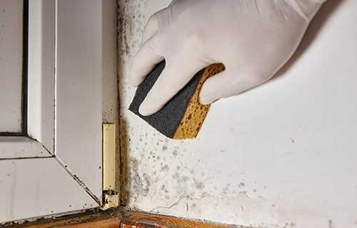 Hand wearing white glove holding a sponge cleaning mould.